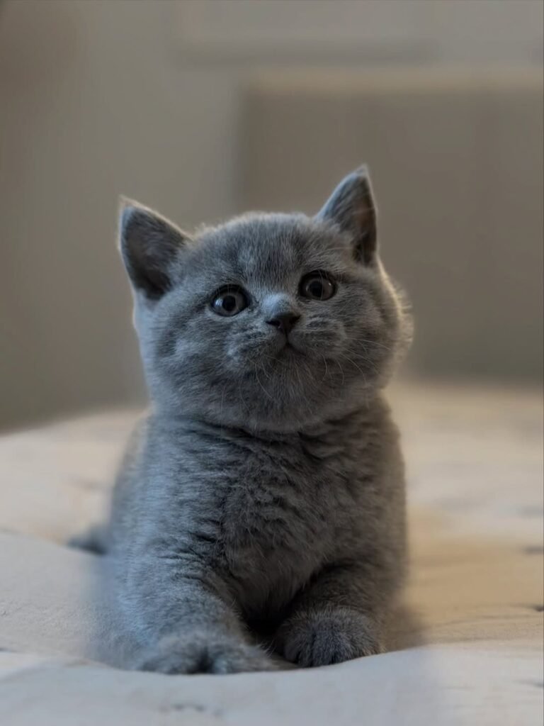 Zuzu — blue British Shorthair male kitten available for sale