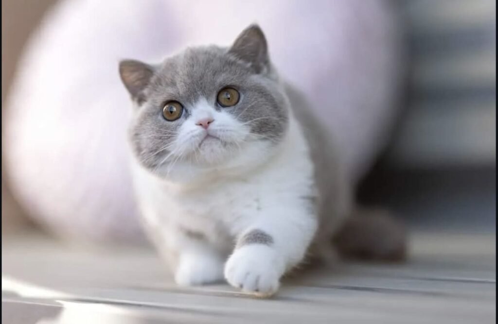 Blue — Blue white British Shorthair female kitten available for sale