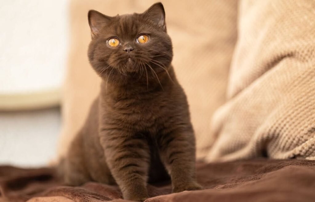 Misty — Chocolate British Shorthair female kitten available for sale