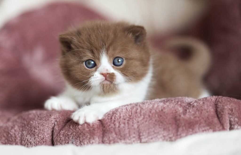 Leo — Chocolate white British Shorthair male kitten available for sale