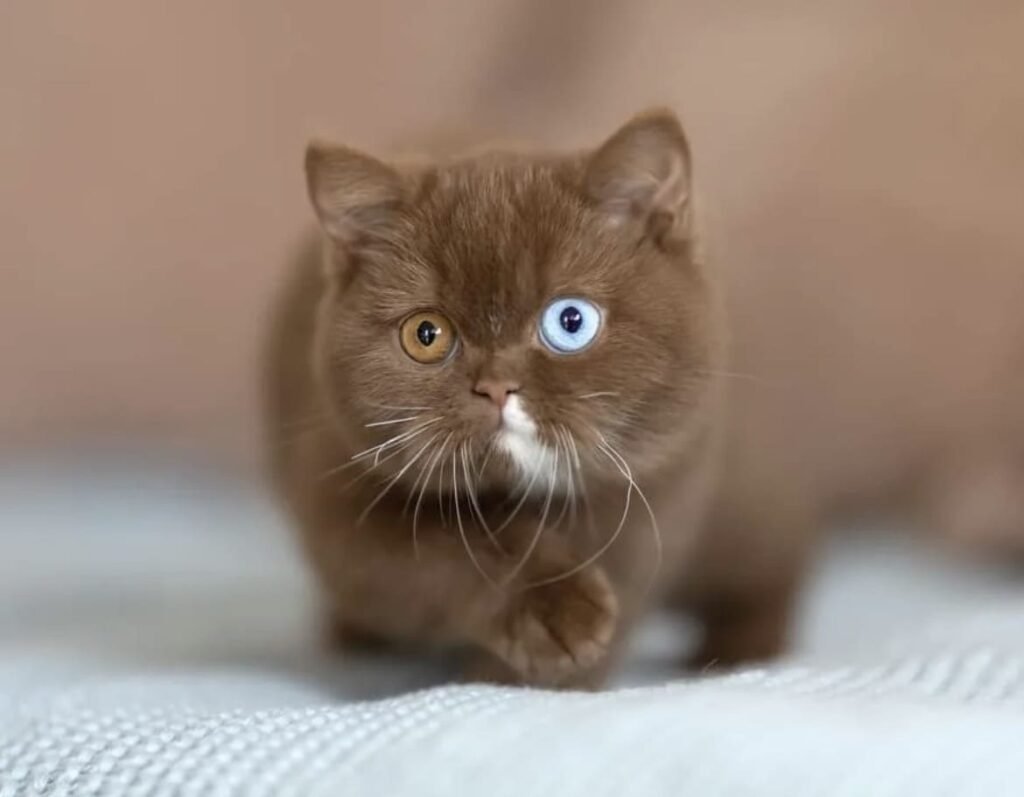 Sky — Cinnamon British Shorthair female kitten available for sale