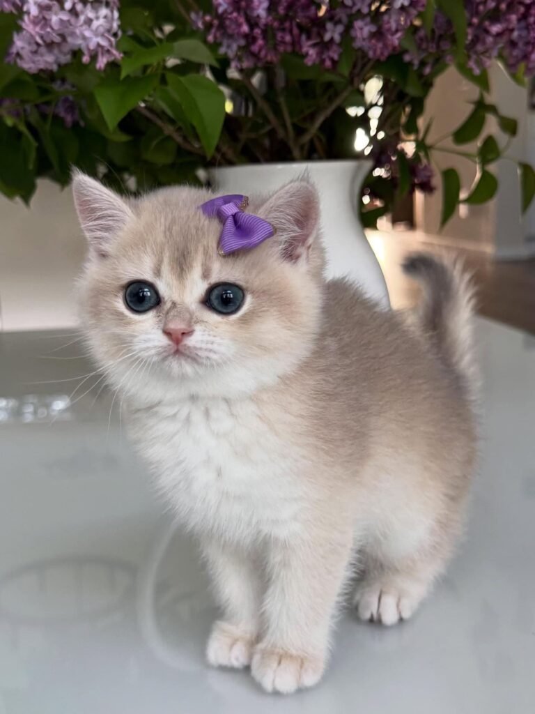 Wafles — cream British Shorthair female kitten available for sale