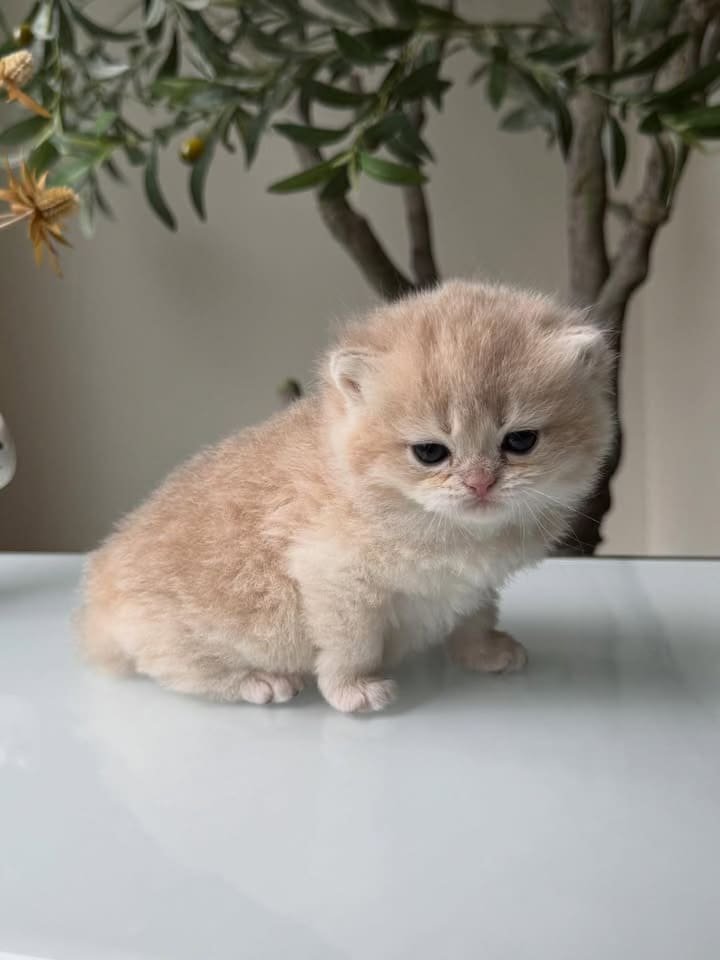 Chester — cream British Shorthair male kitten available for sale