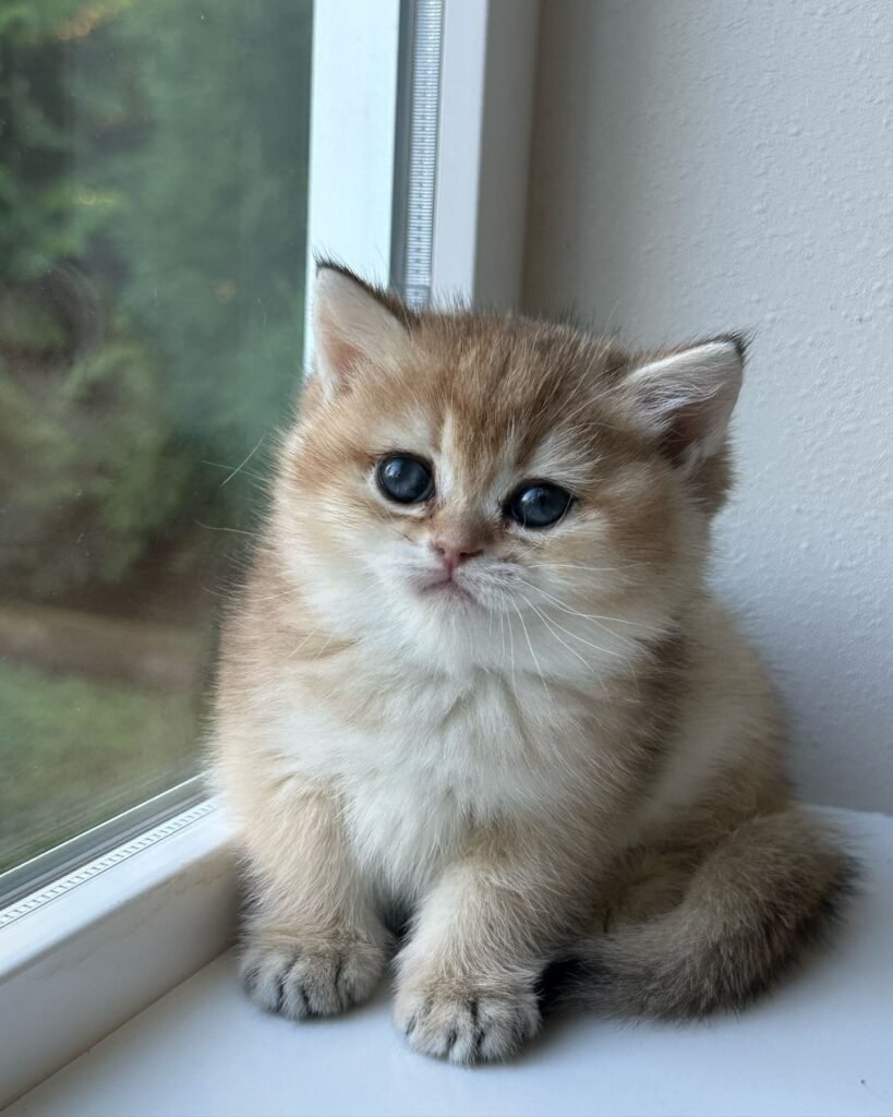 Nova — Golden British Shorthair female kitten available for sale