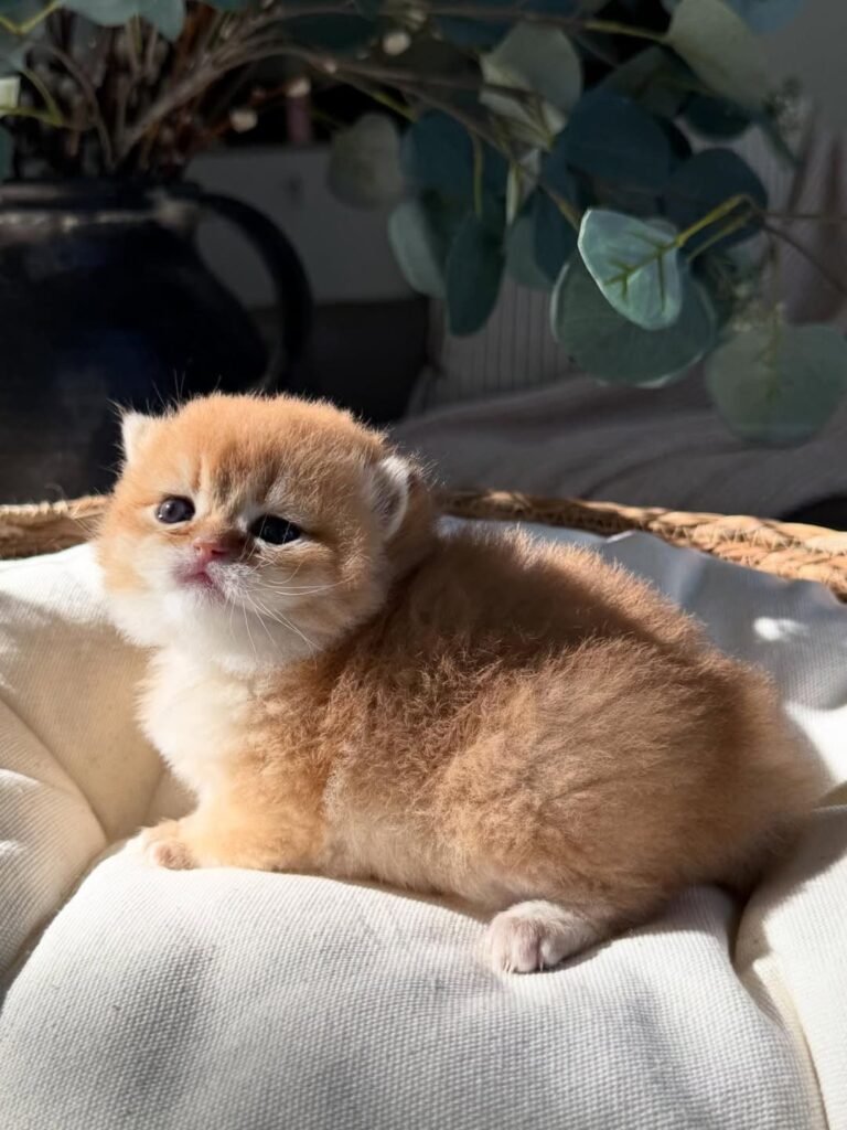 Pumpkin — golden British Shorthair female kitten available for sale