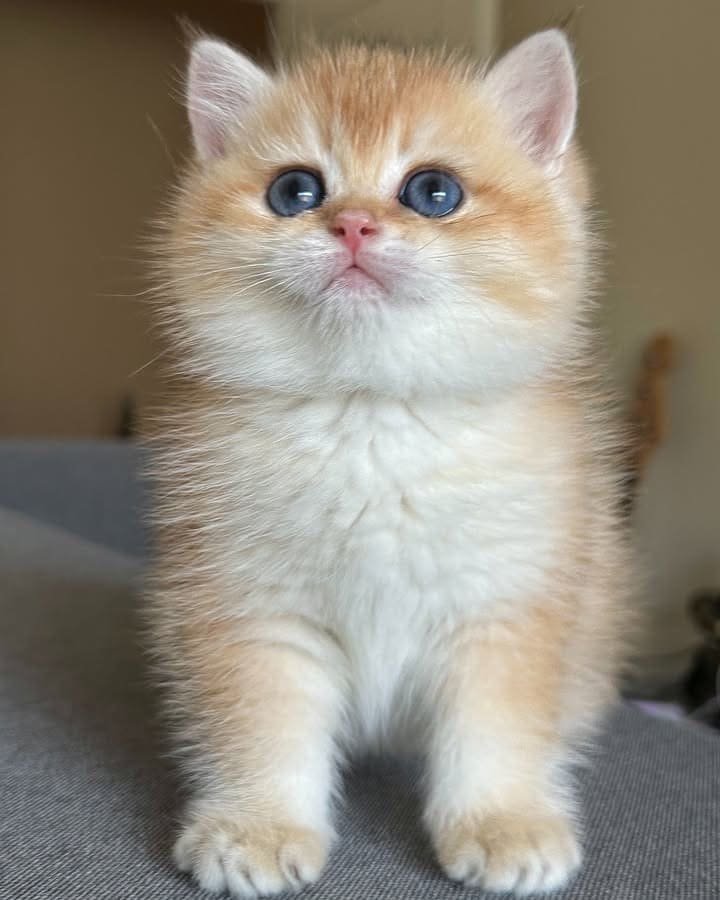Jasper — Golden British Shorthair male kitten available for sale