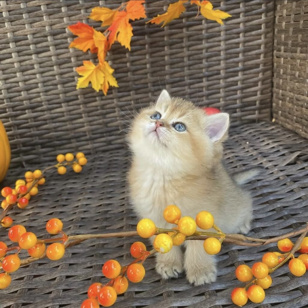 Teddy — Golden British Shorthair male kitten available for sale