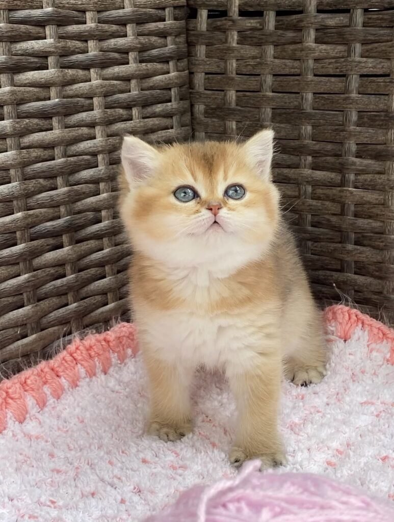 Coco — Golden Chinchilla British Shorthair female kitten available for sale