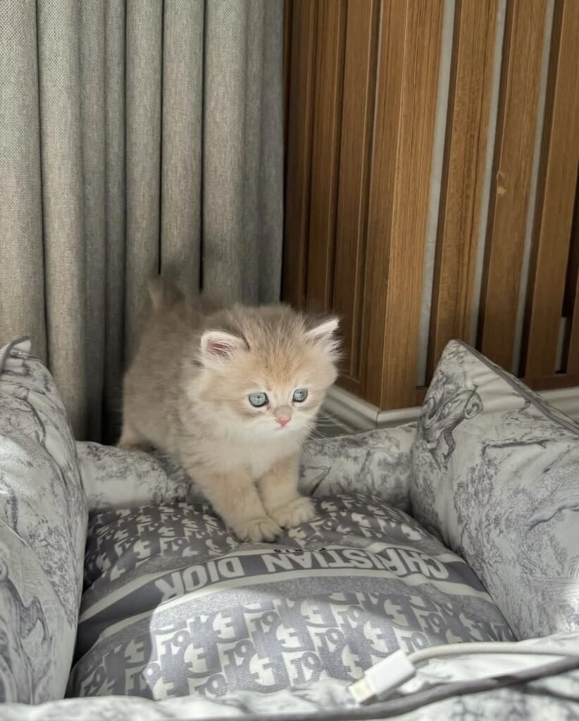 Milo — golden cream British Shorthair female kitten available for sale