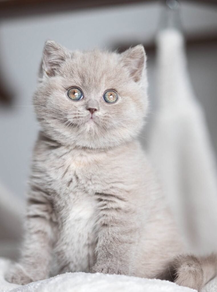 Marble — lilac British Shorthair female kitten available for sale