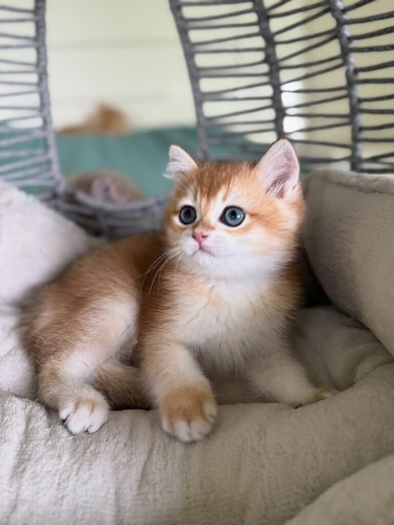 Kiki — orange white British Shorthair female kitten available for sale