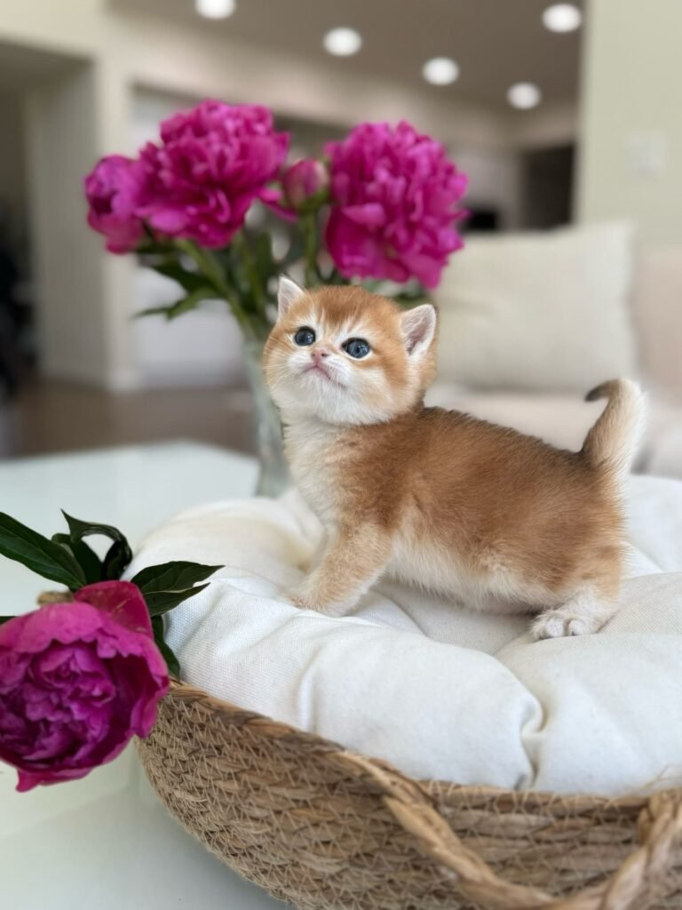 Nala — orange white British Shorthair female kitten available for sale