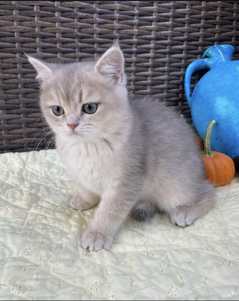 Ash — silver blue British Shorthair male kitten available for sale