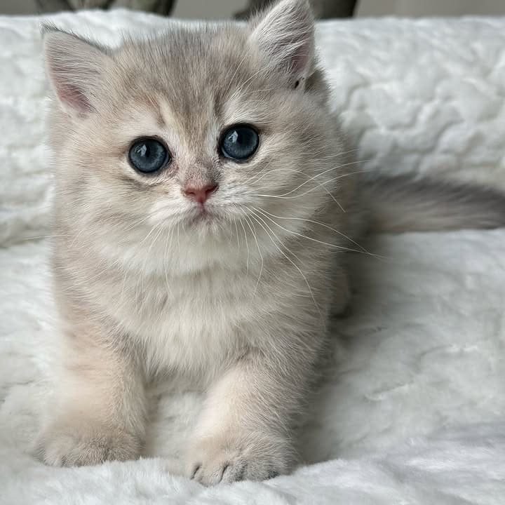 Charlie — silver British Shorthair male kitten available for sale